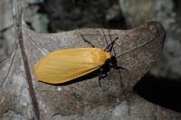 Wittia sororcula