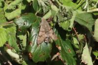 Macroglossum stellatarum