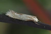 Elachista rufocinerea