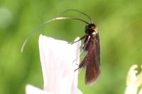 Cauchas rufimitrella