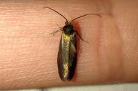 Incurvaria koerneriella