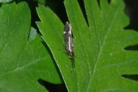 Esperia sulphurella