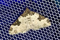Xanthorhoe fluctuata
