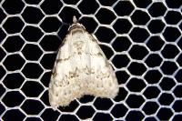 Nola confusalis