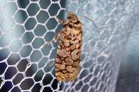 Lozotaeniodes formosana