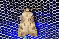 Agrotis puta
