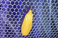Wittia sororcula