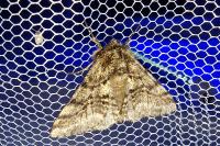 Lycia hirtaria