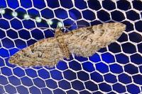 Eupithecia abbreviata