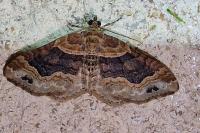Xanthorhoe ferrugata