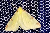 Opisthograptis luteolata