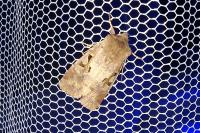 Orthosia gothica