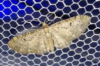 Eupithecia virgaureata