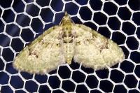 Chloroclystis v-ata