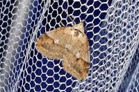 Chesias rufata