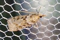 Eudonia angustea