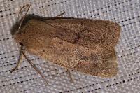 Orthosia cerasi