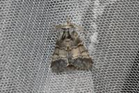 Drymonia ruficornis