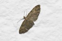 Eupithecia abbreviata