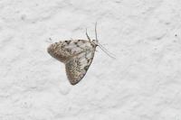 Nola confusalis
