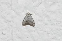 Nola confusalis