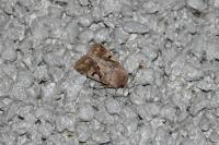 Orthosia gothica