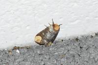 Phalera bucephala