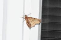 Selenia dentaria