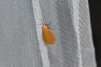 Wittia sororcula