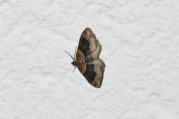 Xanthorhoe ferrugata
