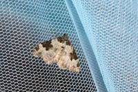 Xanthorhoe fluctuata