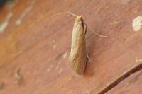 Nematopogon swammerdamella