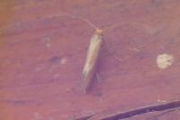 Nematopogon swammerdamella