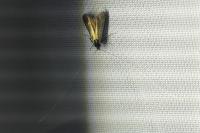 Adela reaumurella