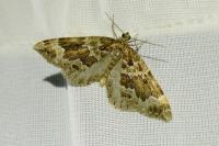 Lampropteryx suffumata