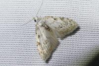 Nola confusalis