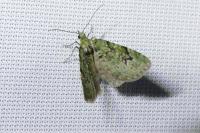 Chloroclystis v-ata
