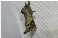 Clostera anachoreta