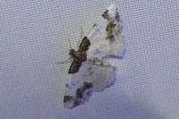 Ligdia adustata