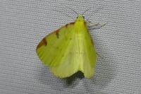 Opisthograptis luteolata