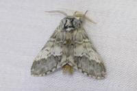 Drymonia ruficornis