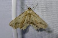 Menophra abruptaria