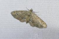 Gymnoscelis rufifasciata