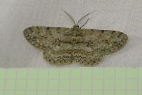 Hypomecis punctinalis