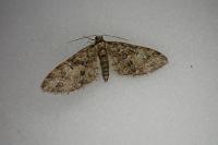 Eupithecia abbreviata
