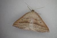 Petrophora chlorosata