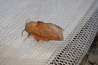 Phyllodesma tremulifolia