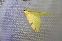 Opisthograptis luteolata