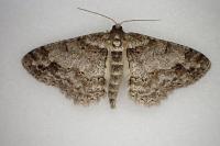 Paradarisa consonaria