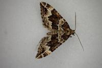 Lampropteryx suffumata